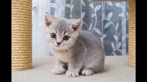 British Shorthair Cat And Kittens Charming Blue And