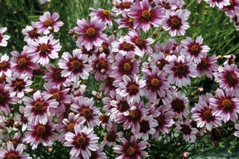 Coreopsis Rosea Sweet Dreams Tickseed Garden Center Marketing