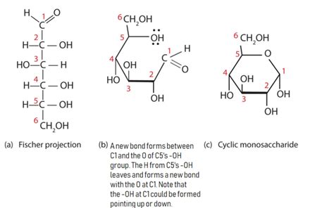 164 Cyclic Structures Of Monosaccharides The Basics Of General