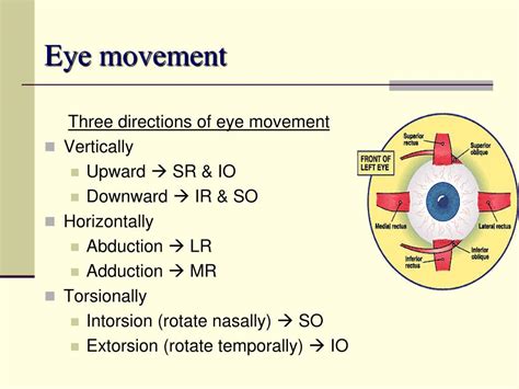 Ppt Ocular Motility Powerpoint Presentation Free Download Id3089090
