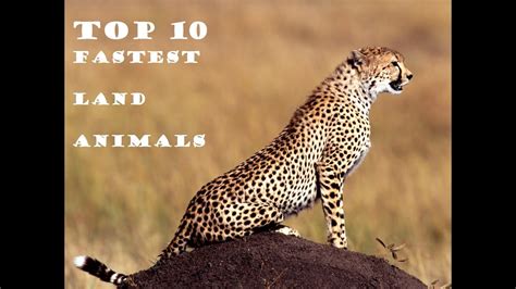 Top 10 Fastest Land Animals In The World Youtube