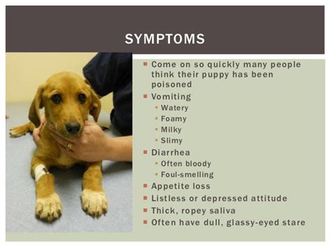 Vomiting Dogs Symptoms Pitbull Puppy Care