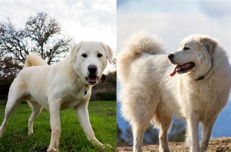 Akbash Pyrenees Dog Breed Pictures Characteristics And Facts