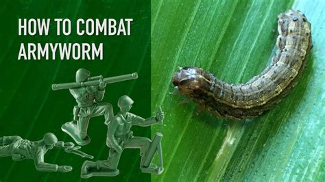 How To Combat Armyworm In Your Lawn Youtube
