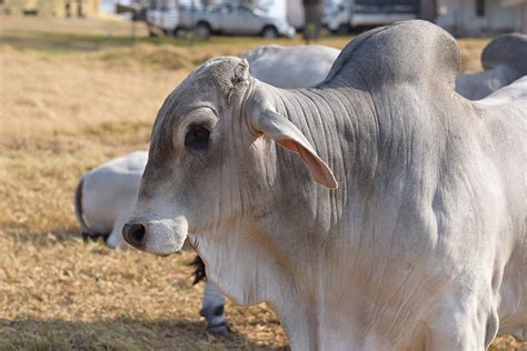 Brahman Cattle Breed Facts Uses Origins Pictures And Traits Pet Keen