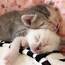 8 Amazing Facts About Kittens Every Cat Owner Should Know