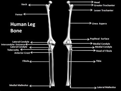 Manash Subhaditya Edusoft Human Skeleton System Boney Inner