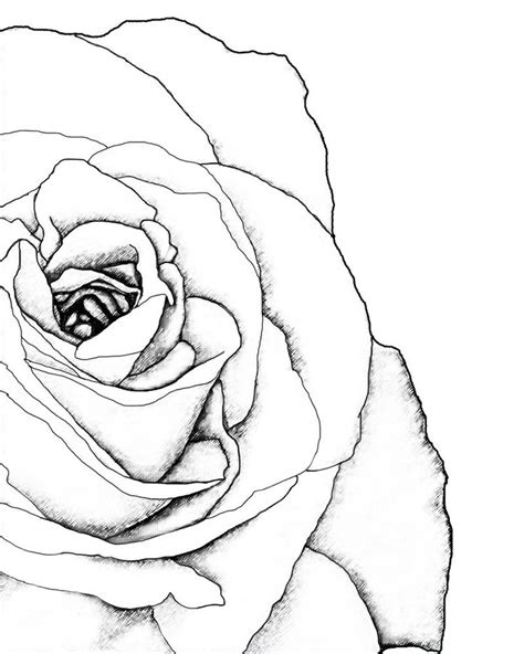 Drawn Rose Corner Corner Drawing Rose Drawing Drawn Rose