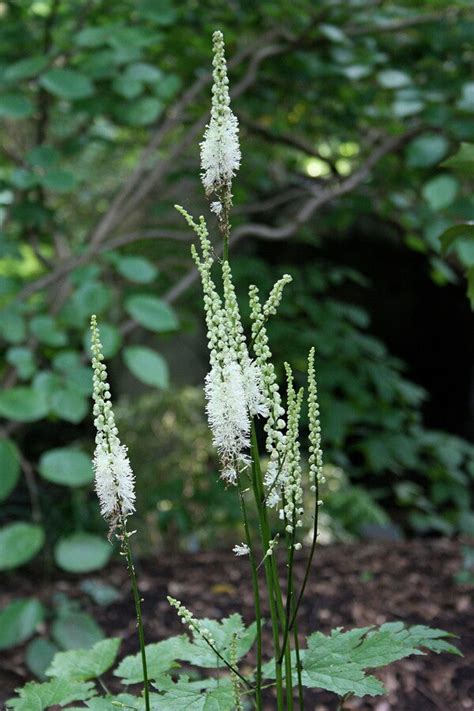 Learn About Actaea Cordifolia Kearneys Bugbane Perennial Encyclopedia