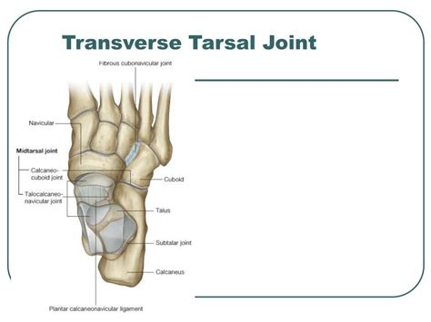Transverse Tarsal Joint