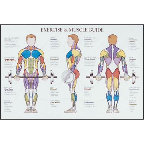 49 Exercises For Muscle Ideas Muscle Anatomy Workout