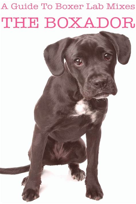 A labrador retriever puppy for sale can later express hereditary problems such as hip and elbow dysplasia and eye problems. American Lab Puppies For Sale In Michigan - Animal Friends