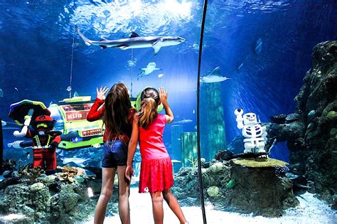 Sea Life Carlsbad Aquarium At Legoland California Resort Reopens June