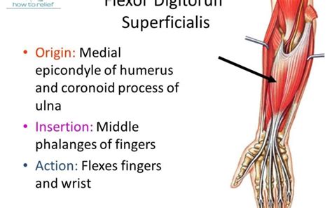 Flexor tendons are the tendons which connect the muscles of the forearm to the bones in the fingers and thumbs. Anatomy Archives » Page 19 of 21 » How To Relief