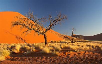 Namibia Desert Namib Africa Tree Sand Sky