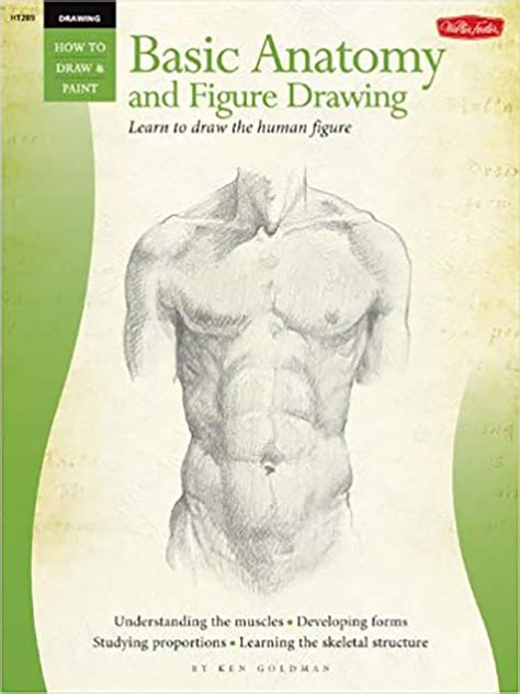 Beginners Guide Basic Anatomy And Figure Drawing Goldman Fine Art