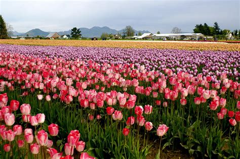 Skagit Valley Tulip Festival Photograph By Sonja Anderson