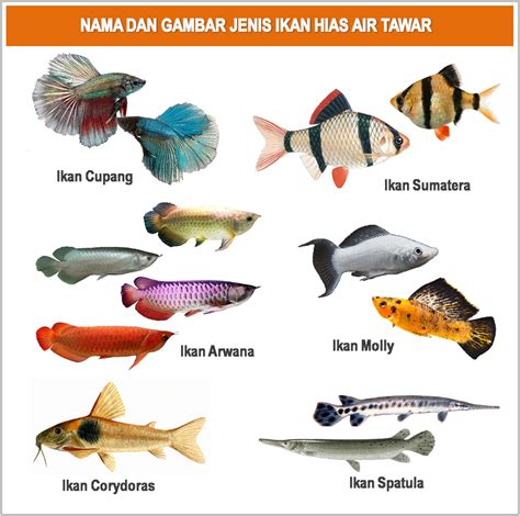 Jenis Jenis Ikan Cupang 15 Jenis Jenis Ikan Cupang Yang Mudah
