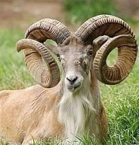 Big Horn Ram Nature Animals Animals Majestic Animals