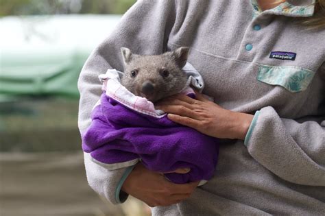 Rescued Wombat Baby Wild Ocean Tasmania