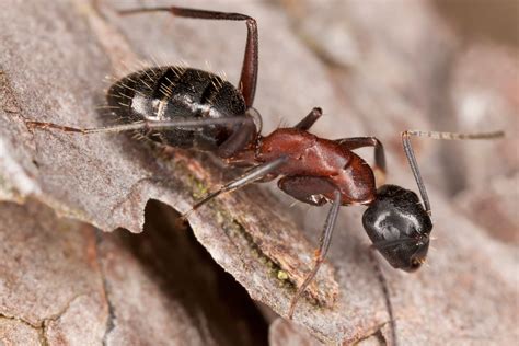Wood Ant Control Pictures