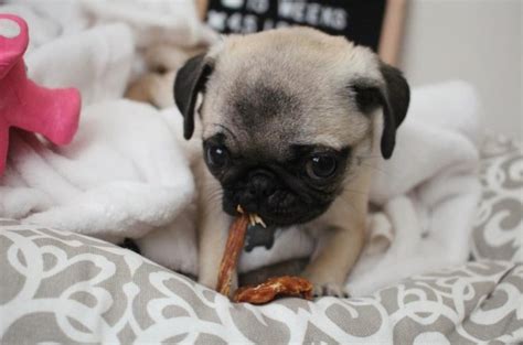 30 Pictures That Show Teacup Pugs Are The Cutest Dogs Ever The Paws