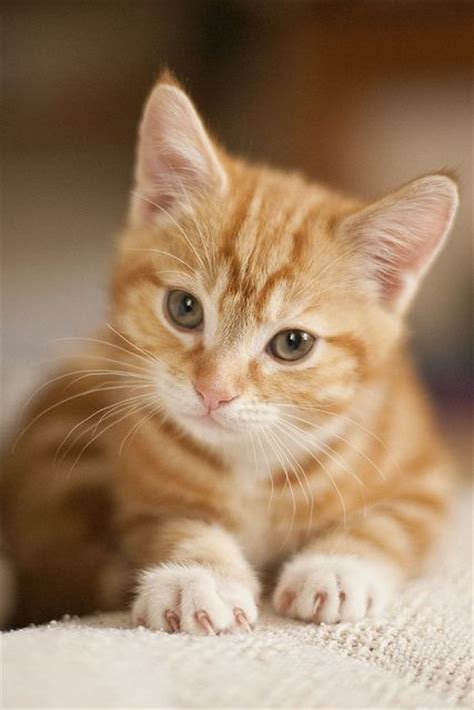 Start shopping pets for less today and grab a screamin' good deal. 768 best That orange cat! images on Pinterest | Kitty cats ...