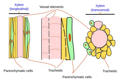 Xylem Tissue Xylem Cell Diagram Aflam Neeeak