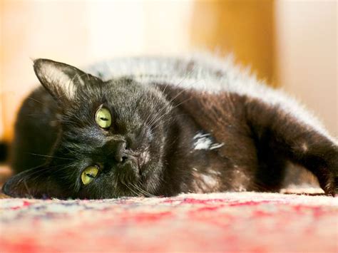 10 Curiosidades Y Datos Interesantes Sobre Los Gatos Negros Gatos