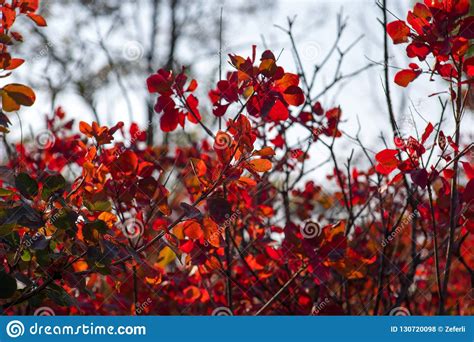 Fall Scene Beautiful Autumnal Park Leaves Forest Path In Autumn