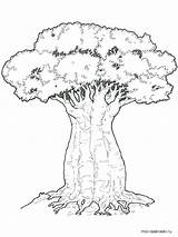 Coloring Tree Baobab Oak Elm Getcolorings Trees Pngkit sketch template