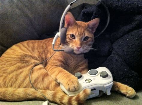 Cat Cat Gamer