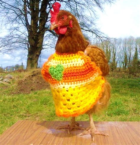 What All The Best Dressed Chickens Are Wearing Pet Chickens Cute