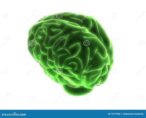 Green Brain Stock Illustration Illustration Of Clip Physiology 1371006