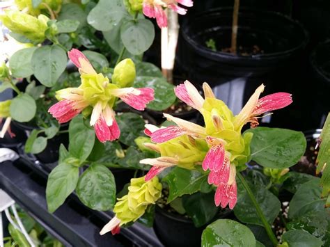 Some Cool Plants Around The Nursery Open This Week Exotica