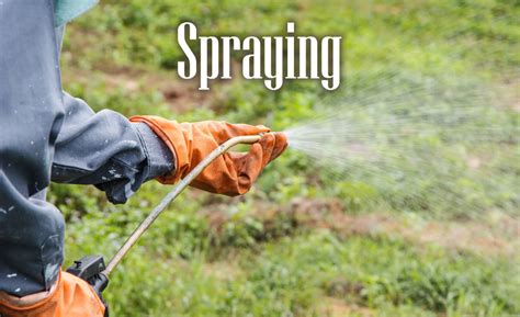 Spraying Country Cuts Lawn Care