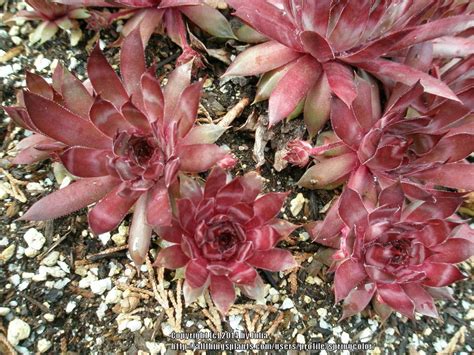 Photo Of The Entire Plant Of Hen And Chicks Sempervivum Red Beauty