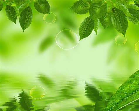 Green Leaves Wallpapers Wallpaper Cave
