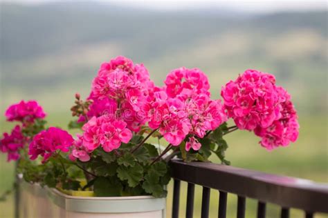 Geranium Flower On Balcony Stock Photo Image Of Color 124040868