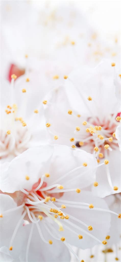 白色蘋果花，花瓣，雌蕊，朦朧，春天 1242x2688 Iphone 11 Proxs Max 桌布，背景，圖片，照片