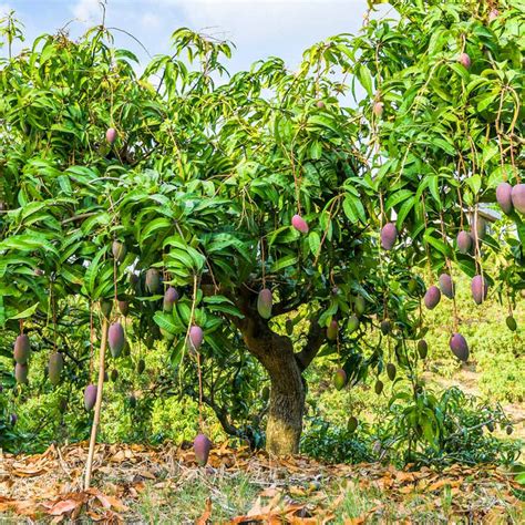 Fast Shipping 1 Gallon Pot 1 Live Plants Mango Tree Alphonso Variety
