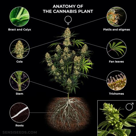 Anatomy Of The Cannabis Plant From Roots To Pistils Sensi Seeds
