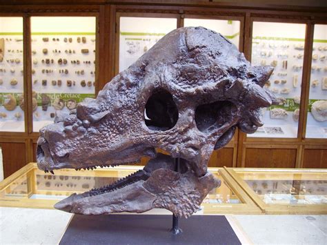 Pachycephalosauria Paleontology Wiki Fandom Powered By Wikia