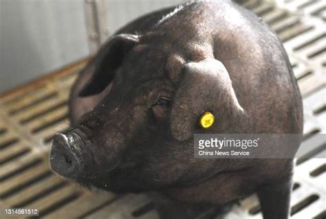 Intelligent Pigs Photos And Premium High Res Pictures Getty Images
