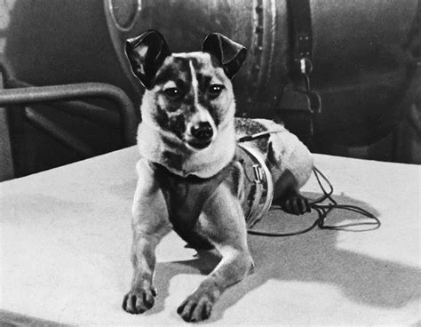 Soviet Space Dog Laika Blasting Off To Become The First Earth Born