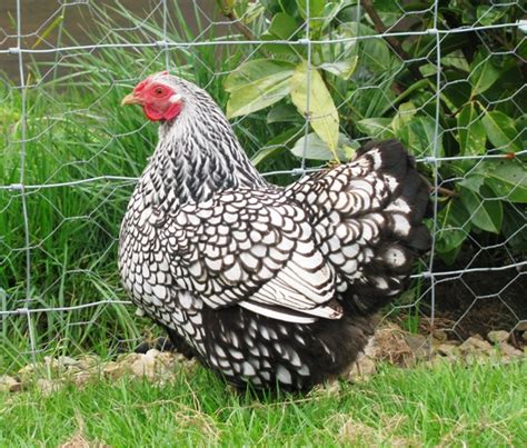 Silver Laced Wyandotte Bantams Chickens For Sale