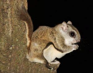 Northern Flying Squirrel