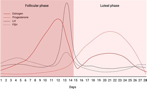 Fluctuations In Female Sex Hormones During The Menstrual Cycle Lh Download Scientific Diagram
