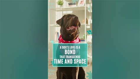 A Dog's Love Knows No Bounds 🐾 Sleep Music For Dogs - YouTube