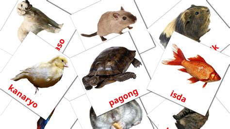 1300 Free Filipino Flashcards Pdf Picture Vocabulary